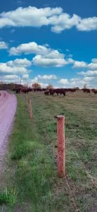 Landscape full of woodpoles
